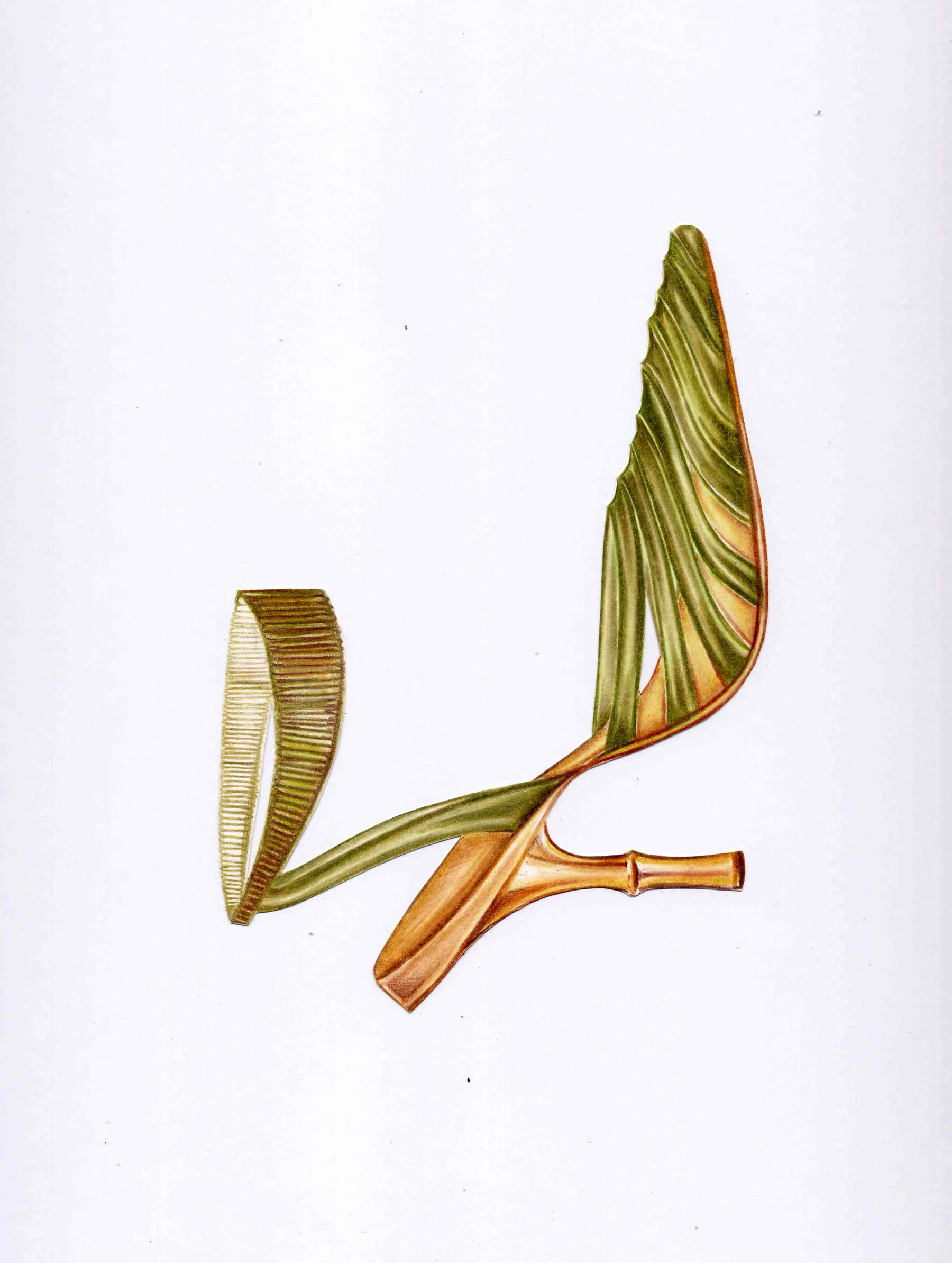 Grass Jungle — grass-jungle-bamboo