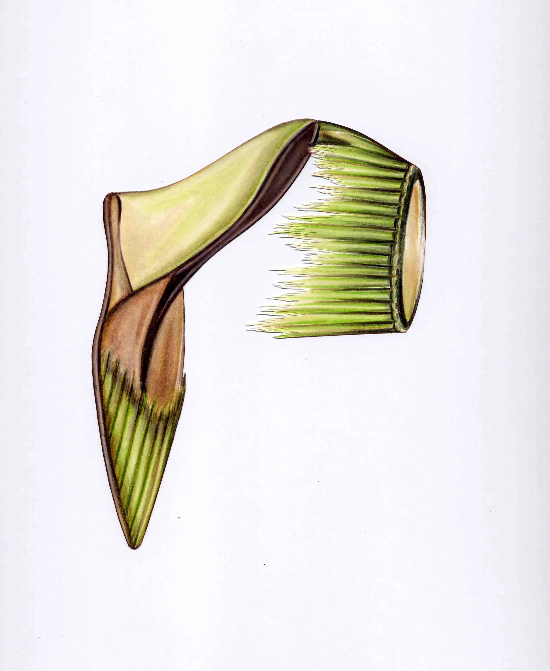 Grass Jungle — grass-jungle-wedge